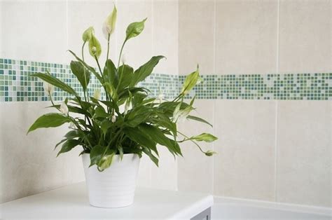 浴室植物佈置 仙洞龜背竹風水